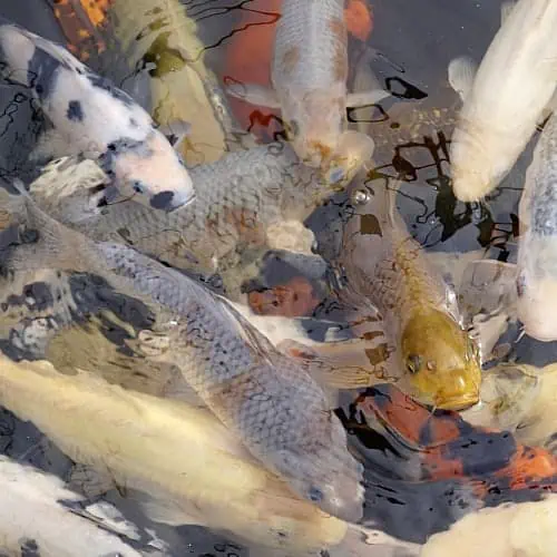 Are Koi Fish Friendly? A Look at Their Behavior and Interactions