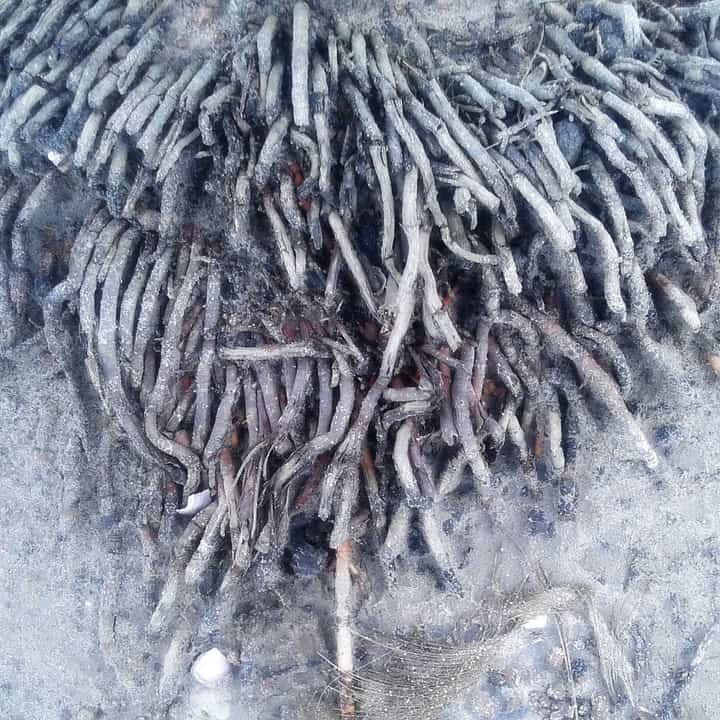 Rhizome roots treated with salt
