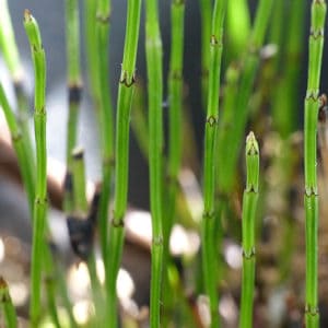 Dwarf Rushes How to Plant & Grow Dwarf Scouring Rush (Equisetum scirpoides) - Pond ...