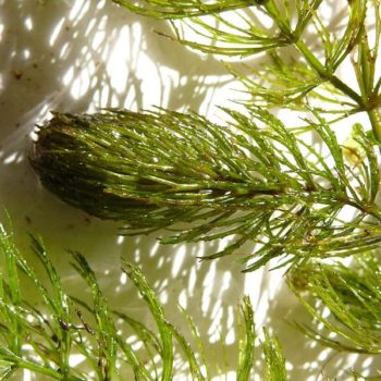 Hornwort that was planted in its preferred soil type in a pond, sandy loam
