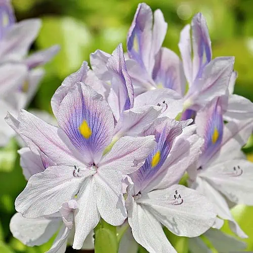 Many purple water hyacinth blooms in a pond