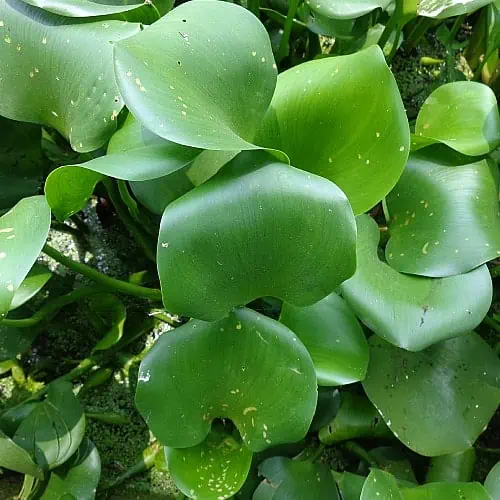 Water hyacinth can be invasive and become overgrown