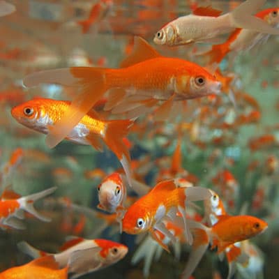 Comet Goldfish Guide Facts Care Lifespan Pond Informer
