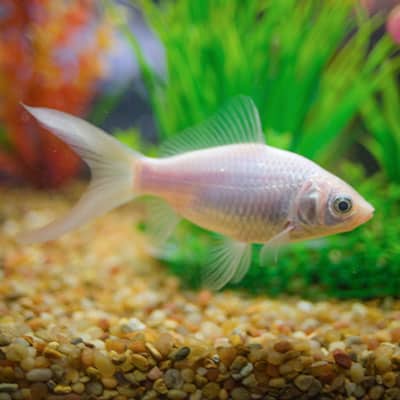 Comet Goldfish Guide Facts Care Lifespan Pond Informer