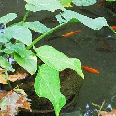 Goldfish in a garden pond, not a container pond