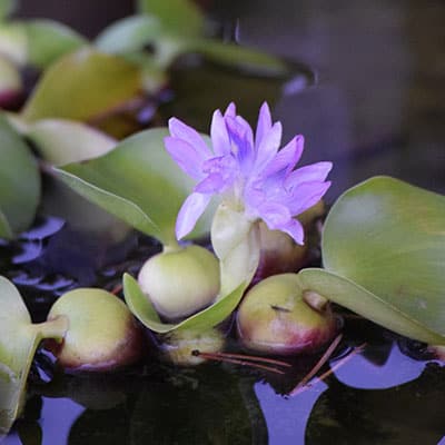 A floating plant with purple flowers growing well in a shallow container pond