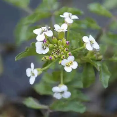 Watercress with white flowers growing in a pond