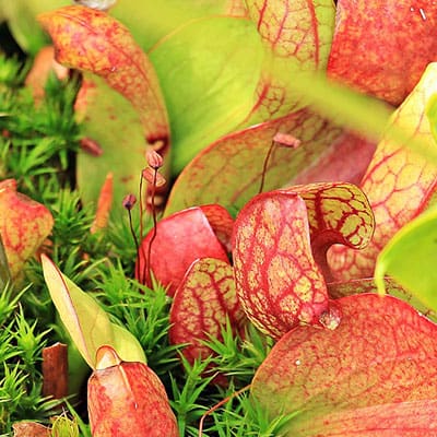 Pitcher plants growing on a saturated soil shelf in a container pond