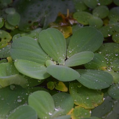 Ruffled water lettuce growing well in a container pond