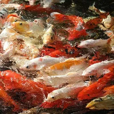 Overstocked ponds and fish farms have a higher likelihood of having fish lice