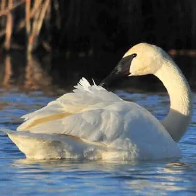 adult tundra swan in a pond