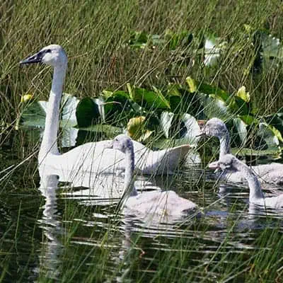 female tundra swan with cygnets baby swans in a pond with plants