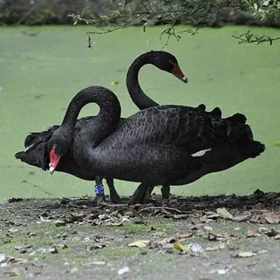 an algae filled pond is not good for black swans