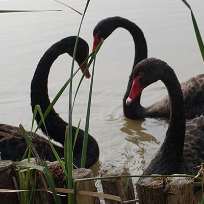 natural wood fencing helps protect swan nests