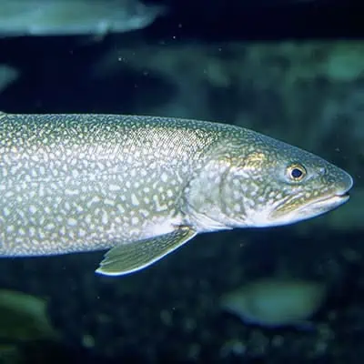 The Fish Of Lake Superior