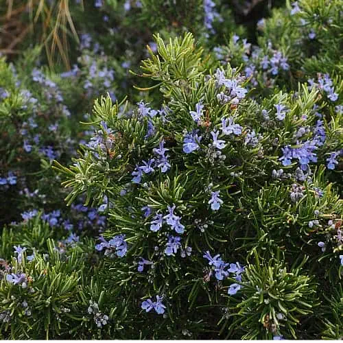rosemary with flowers growing in a garden