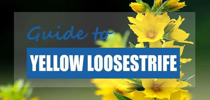 How To Plant Grow Yellow Loosestrife Lysimachia Vulgaris Pond Informer
