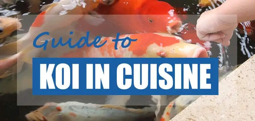 Can You Eat Koi Fish? (And Why You Probably Shouldn't) - Pond Informer