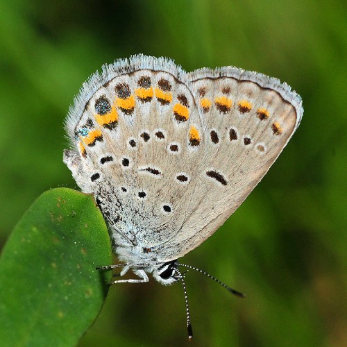 a karner blue butterfly on a wild lupine leaf