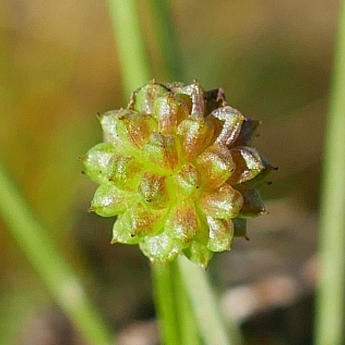 Seed head of the lesser water-plantain