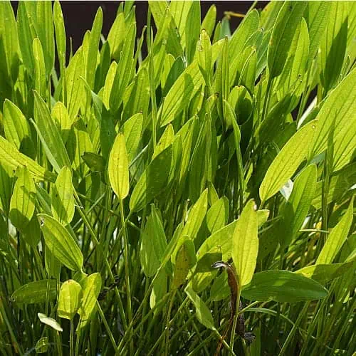 how to care for lesser water plantain Baldellia ranunculoides
