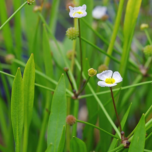 how to grow lesser water plantain in a pond