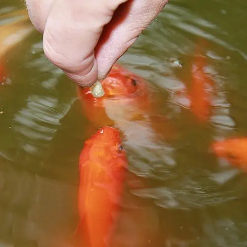 hand feeding goldfish