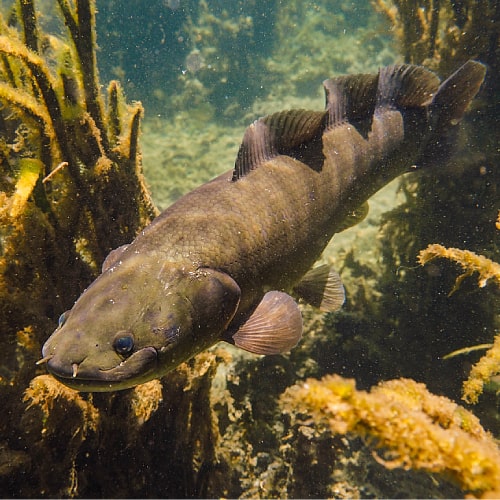 A bowfin fish swimming in vegetation