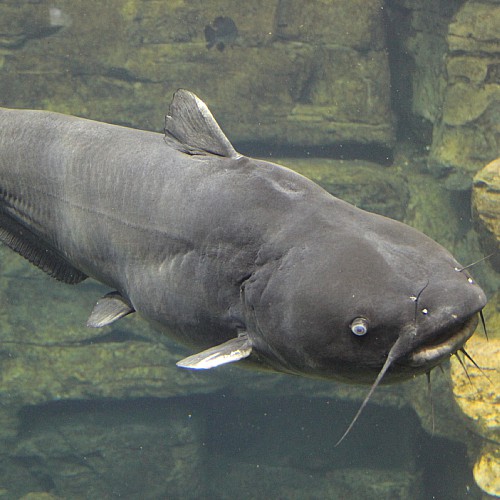 A large adult blue catfish