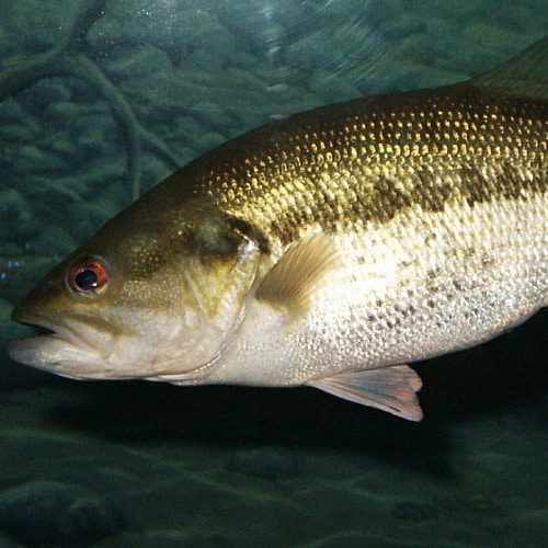 a largemouth bass in lake wateree