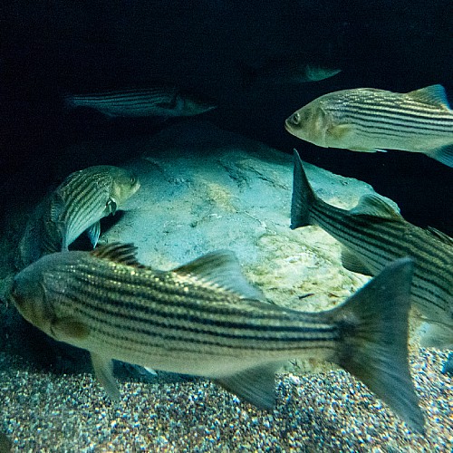 Several striped bass swimming