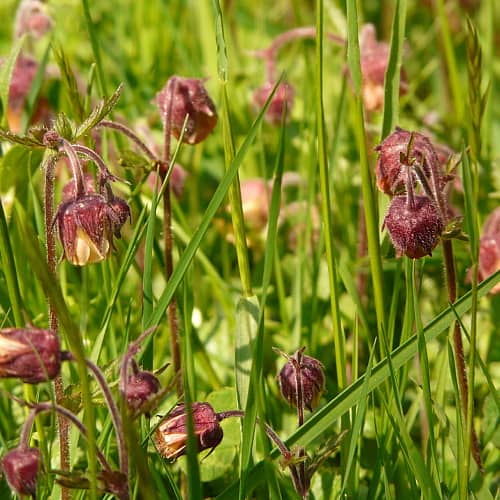 how to grow water avens geum rivale