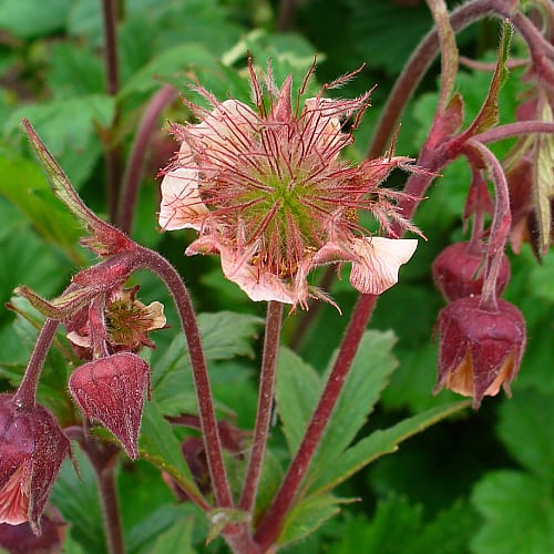 how to grow water avens Geum rivale