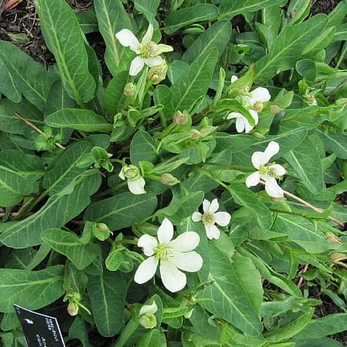 how to grow yerba mansa