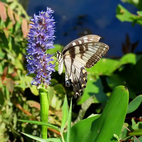 pickerelweed flower with swallowtail butterfly