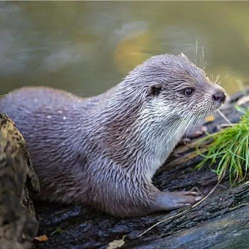 How To Get Rid Of Otters In A Pond Best Deterrents Pond Informer