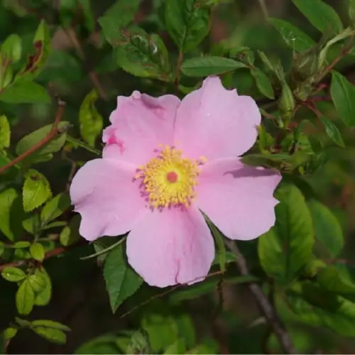 Swamp rose in bloom with a pink flower