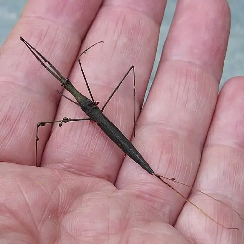water stick insect nepidae in a hand