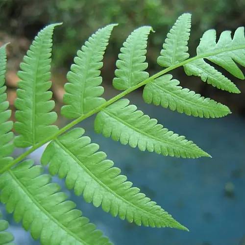 Leaflets of a lady fern