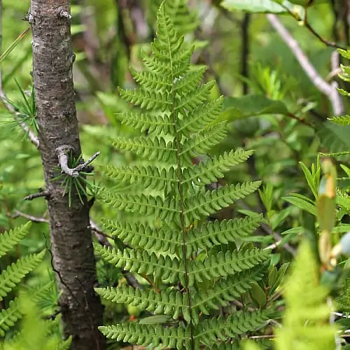 Marsh fern in a forest