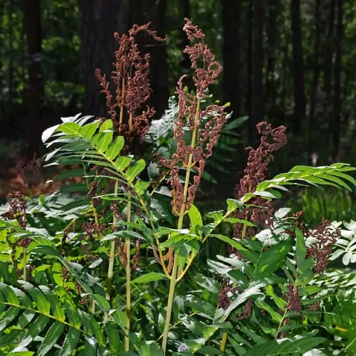 Fronds of a royal fern plant