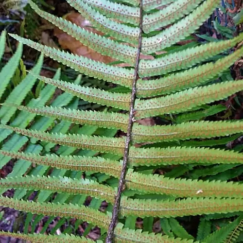 Fruit dots on a shaggy wood fern