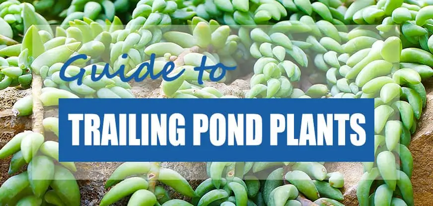 Best Trailing Plants For Pond Edges 2021 Updated Pond Informer