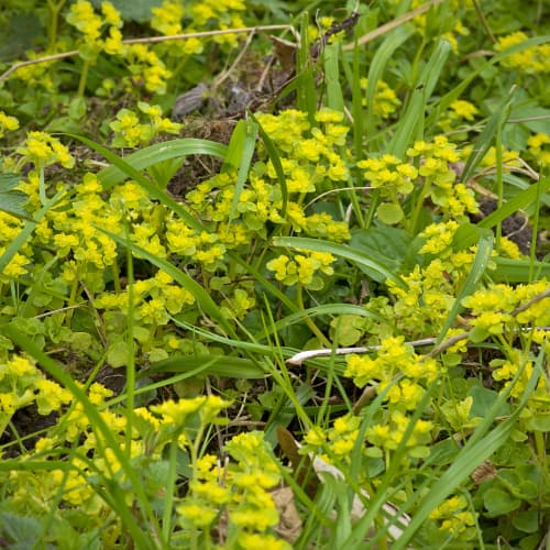 Golden saxifrage in wet woodland