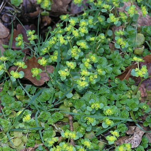 Golden saxifrage in a wet forest