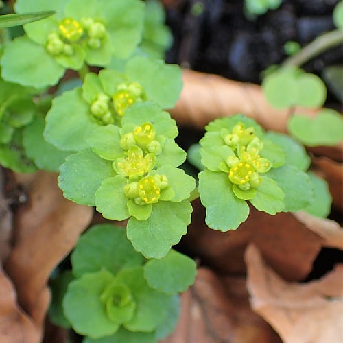 Golden saxifrage plant flowering with yellow-green sepals
