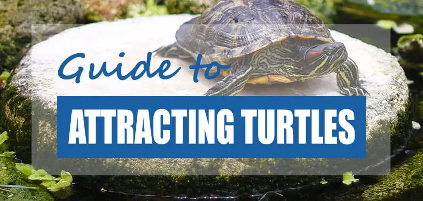 How To Attract Turtles To Your Pond & Yard (Best Methods) - Pond Informer