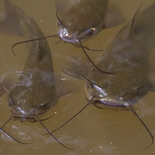 brown bullhead catfish in lake michigan
