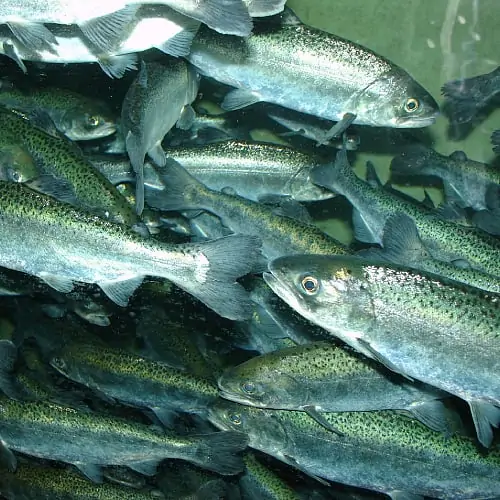 A shoal of chinook salmon