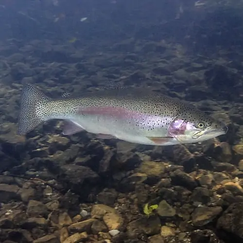 An adult rainbow trout swimming underwater